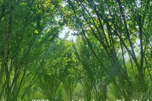Nguy cơ mất mùa mận Tả Van ở vùng cao