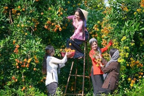 Cần Thơ: Phát triển du lịch gắn với bản sắc miệt vườn