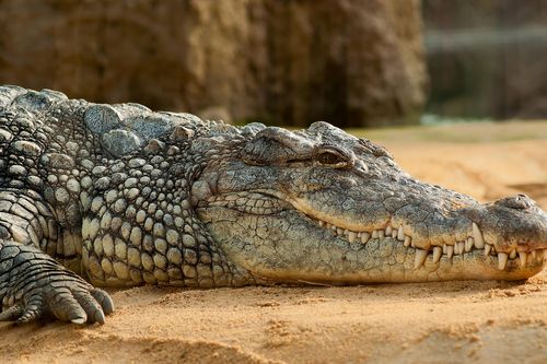 Doanh nhân Thái gây tranh cãi vì uống huyết cá sấu 2 lần/ngày để khỏe mạnh