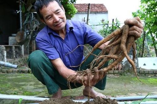 Nhặt 'thần dược' trên núi về trồng, lão nông thu gần 1 tỷ mỗi năm