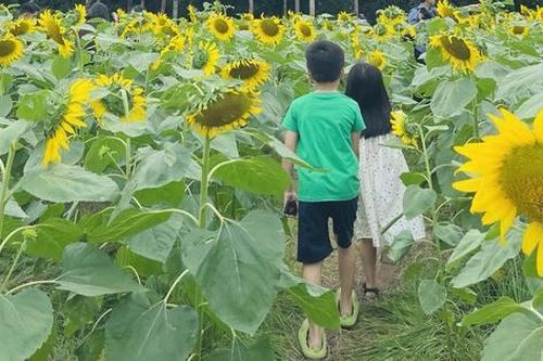Cánh đồng hoa hướng dương tựa trời Tây ngay sát Hà Nội