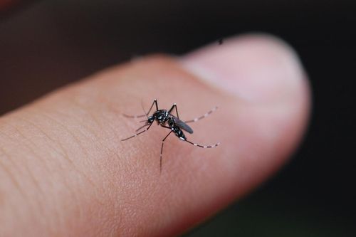 Nguyên nhân muỗi luôn chỉ đốt bạn và bỏ qua người khác