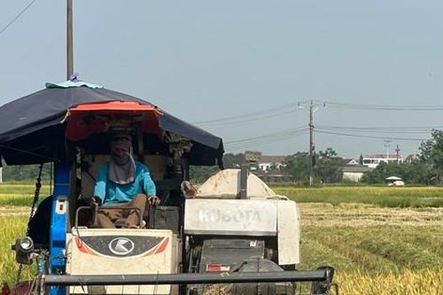 Thu hoạch lúa dưới nắng nóng như 'chảo lửa'
