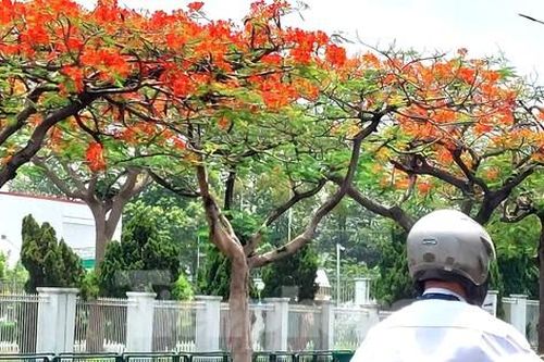 Phượng đỏ rực rỡ trong khu công nghiệp đẹp nhất Bình Dương