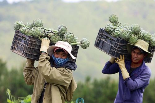 Nhận kỷ lục châu Á, hoa atiso 200 nghìn/kg đắt khách ăn giải nhiệt