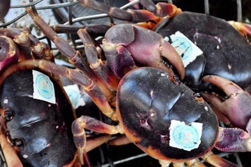 Những loại cua quý hiếm, có tiền cũng khó mua được