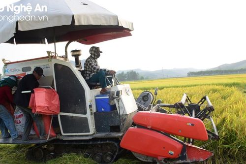 Thợ gặt đội nắng chạy đua với thời vụ