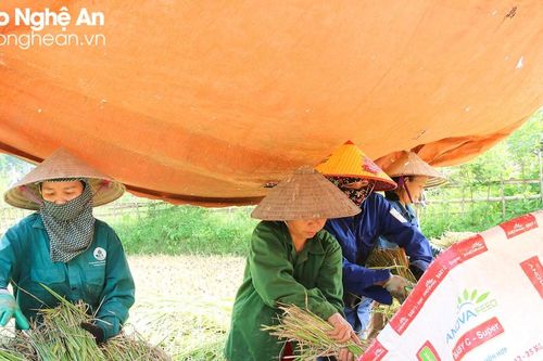 Nông dân Nghệ An căng mình làm mùa giữa cái nắng như thiêu đốt