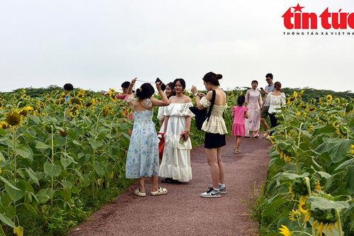 Cánh đồng hướng dương hút hồn người yêu hoa
