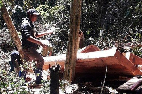 Lâm Đồng: Mật phục xuyên đêm bắt lâm tặc hủy hoại rừng