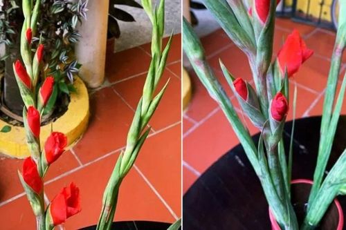 Người bán chỉ cách chọn hoa lay ơn đẹp, tươi lâu, không sợ mua nhầm hoa để lạnh