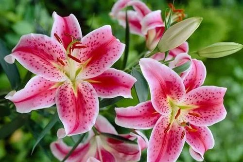 Cắm hoa ly cứ thêm vài giọt này vào nước, chơi nửa tháng hoa vẫn tươi rói