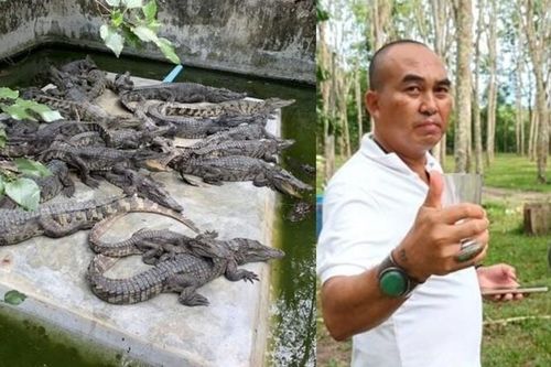 Doanh nhân Thái Lan gây tranh cãi vì uống tiết cá sấu để khỏe hơn mỗi ngày