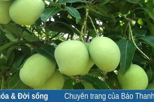 Những chứng nhân lặng im