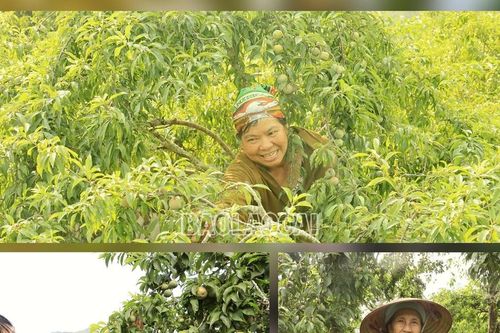 Nông dân Bắc Hà vào vụ thu hoạch mận Tam Hoa
