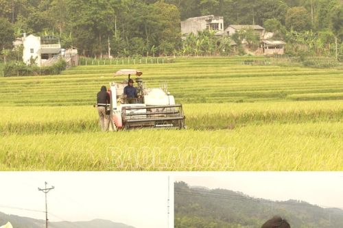 Nông dân hối hả thu hoạch lúa xuân
