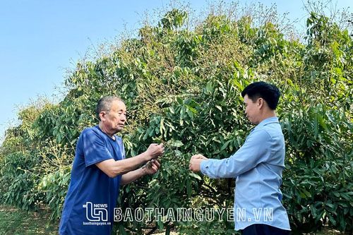Xây dựng thương hiệu cho vùng cây ăn quả Đồng Hỷ