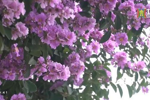 Bằng lăng tím khoe sắc khắp phố phường Hà Nội