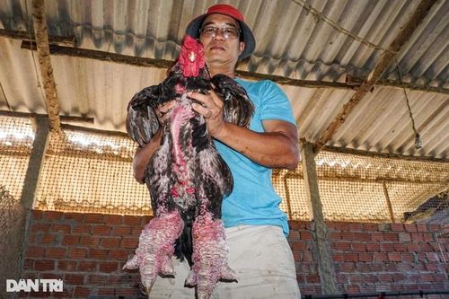 Nuôi gà chân 'khủng' ở Đà Nẵng, bán tiền triệu mỗi con