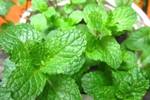 3 bài thuốc từ bạc hà chữa viêm mũi mùa hè
