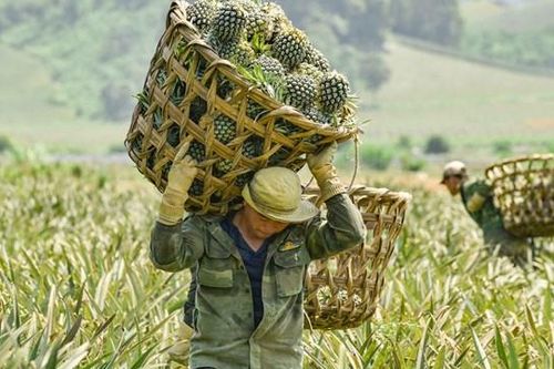 Nông dân gồng mình trong nắng để thu hoạch dứa