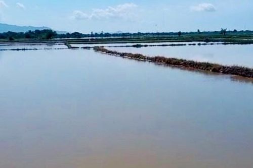 Bình Thuận: Hơn 130 ha lúa hè thu bị ngập úng do mưa to