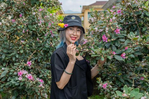 Check-in cùng hoa sim tại Móng Cái