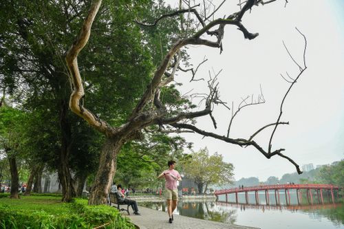 Chặt hạ 3 cây sưa ven hồ Gươm vào sáng 24/5