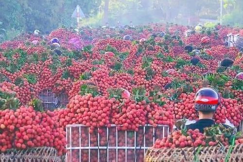 Bảo hộ nhãn hiệu: Chìa khóa đưa hàng Việt vào chuỗi giá trị toàn cầu