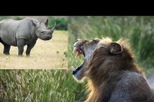 Sư tử bỏ chạy khi bị tê giác hiếu chiến 'phá' giấc ngủ