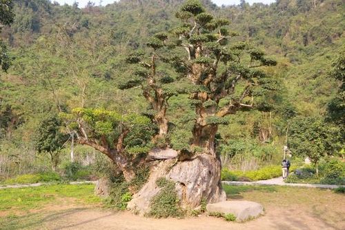Ngắm cây duối nghìn năm có dáng 'bàn tay phật' ở Ninh Bình