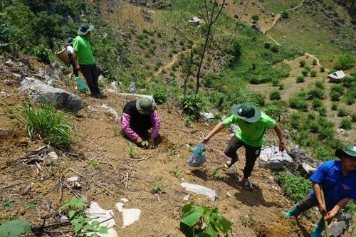 Trồng phục hồi gần 10ha rừng