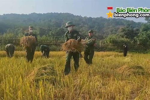 Lúa nước Ka Ai - 10 năm vượt qua gian khó
