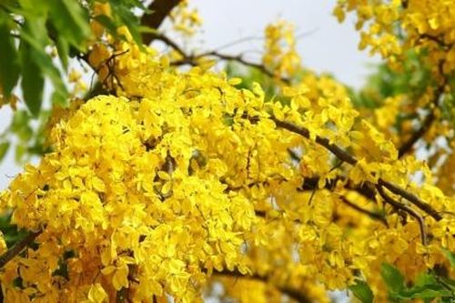 Ngắm muồng hoàng yến khoe sắc khắp phố phường Hà Nội