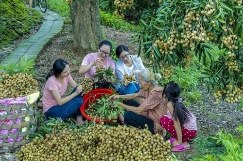 Mùa nhãn về trên đất Hưng Yên