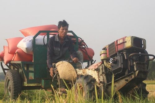 Vã mồ hôi chở lúa thuê trong nắng nóng, kiếm tiền triệu mỗi ngày