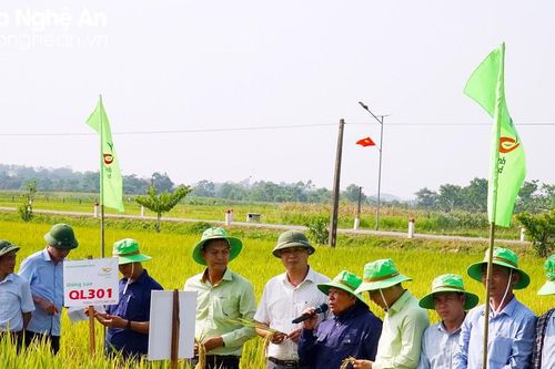 Tập đoàn ThaiBinh Seed: Nhiều bộ giống lúa cho năng suất vượt trội