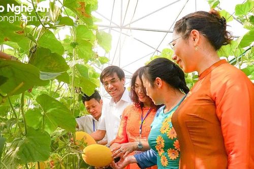 Mô hình dưa lưới nhà màng ở TX Cửa Lò cho doanh thu gần 100 triệu đồng/vụ