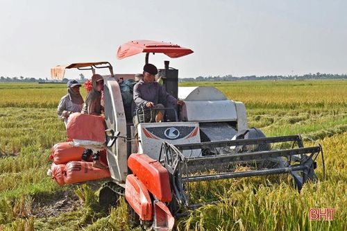 Hồng Lộc gặt 'mùa vàng' sau chuyển đổi đồng ruộng quy mô lớn