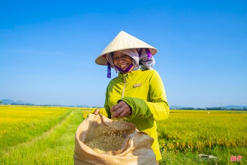 Sắc màu mùa gặt