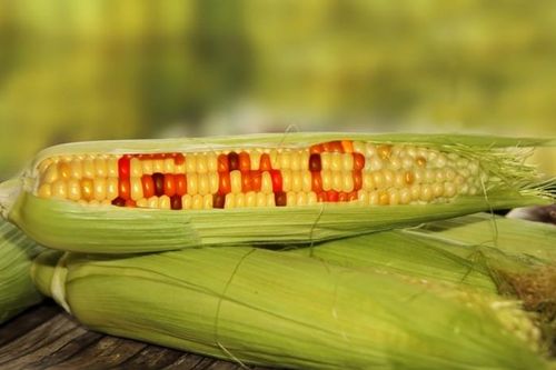 Cuộc tranh luận mới tại EU về điều chỉnh quy định với cây trồng biến đổi gene