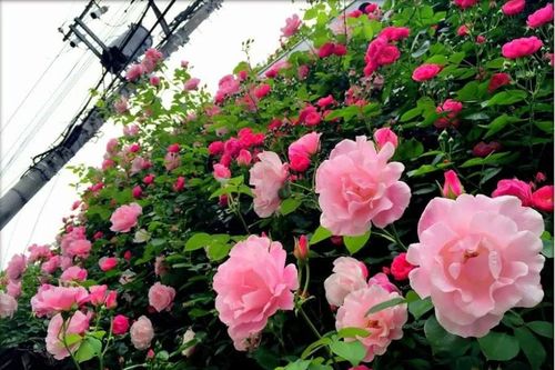 Hoa hồng thích nhất loại nước này: Cho cây 'uống' đều đặn để hoa nở liên tục, bông to, lâu tàn