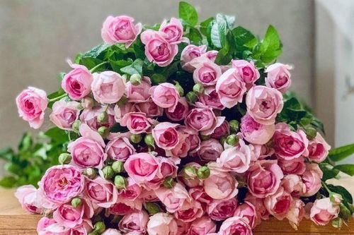 Cắm hoa hồng đừng chỉ dùng nước lã, thêm vài giọt này hoa nở to, 10 ngày vẫn chưa héo