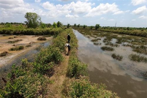 CLIP: 'Tuyệt chiêu' săn ong ruồi ở Cà Mau