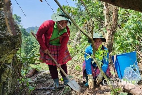 Vá rừng trên núi đá, lan tỏa thông điệp bảo vệ môi trường
