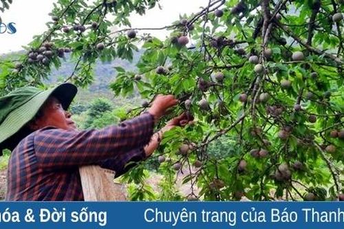 Đồng bào Mông Mường Lát tất bật vào vụ thu hoạch mận