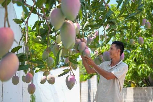 Thu hoạch xoài cuối vụ