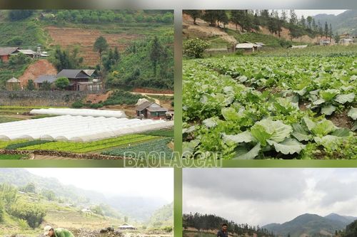 Chủ động sản xuất rau phục vụ 120 năm du lịch Sa Pa