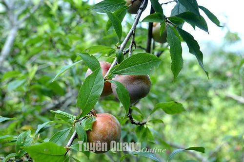 Mùa mận Tam hoa Nà Lạ
