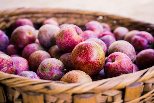 Mận đang chín rộ cực ngon, ăn hàng ngày có tốt không?